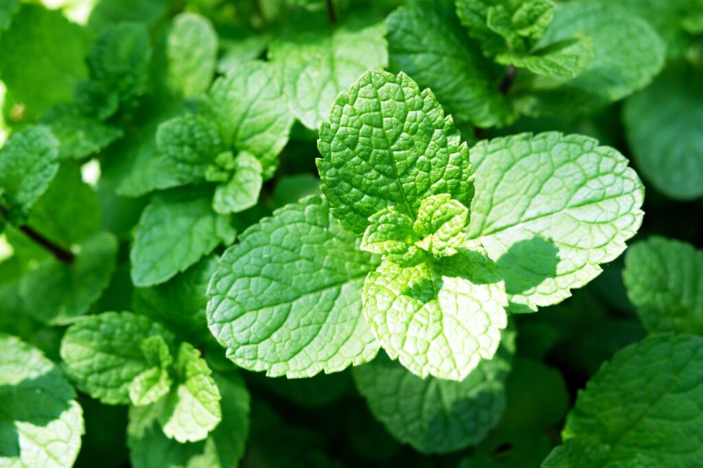 Peppermint mint twigs closeup