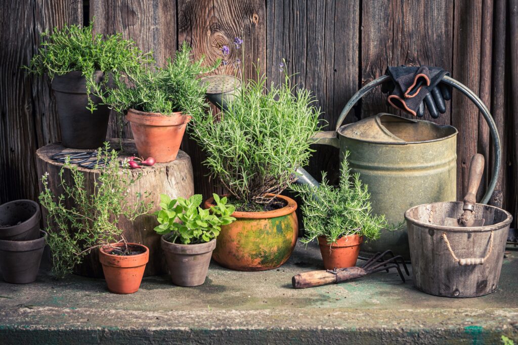 Green herbs in old garden. Rustic garden in summer afternoon